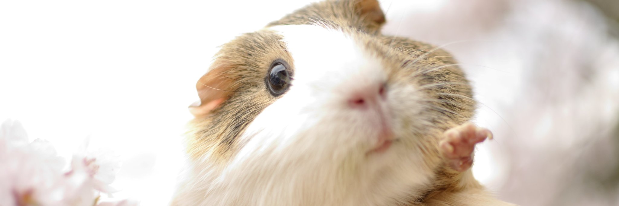 ちこISFJ-T banner
