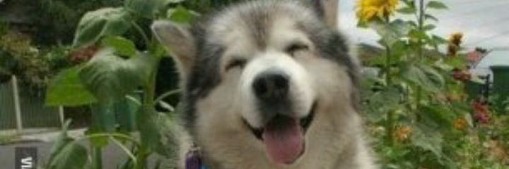 NathanSaef's profile banner image