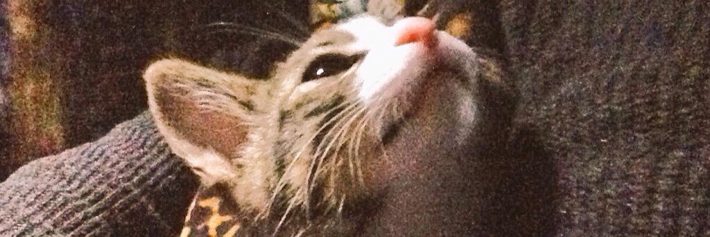 cat_borii's profile banner image