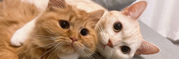 aimin_0909 Profile Banner