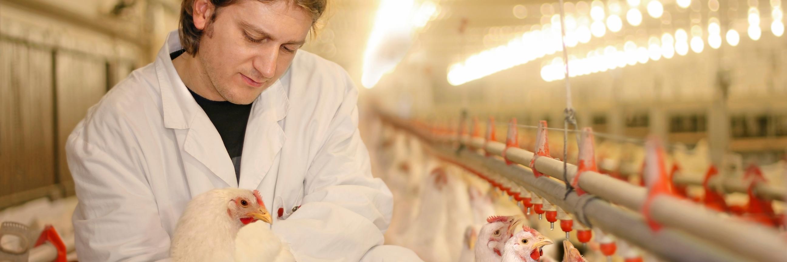westernpoultry's profile banner image
