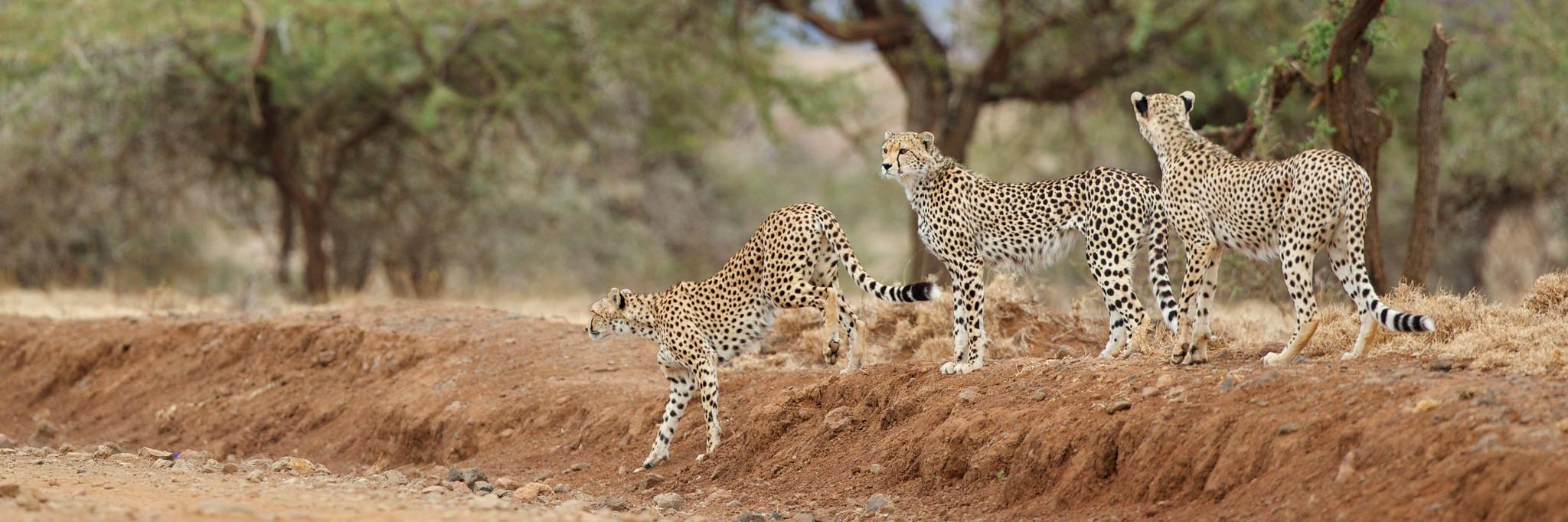 RASafaris's profile banner image