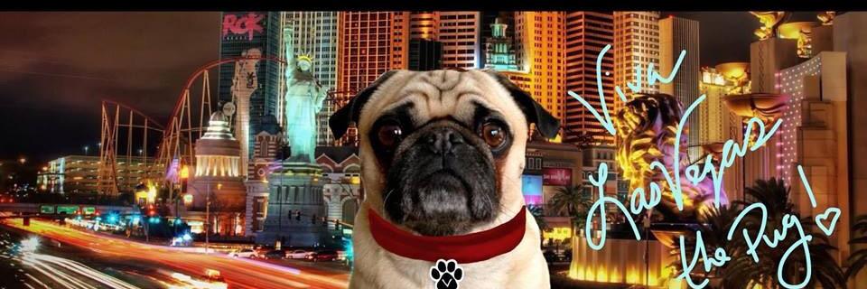 LASVEGASTHEPUG's profile banner image