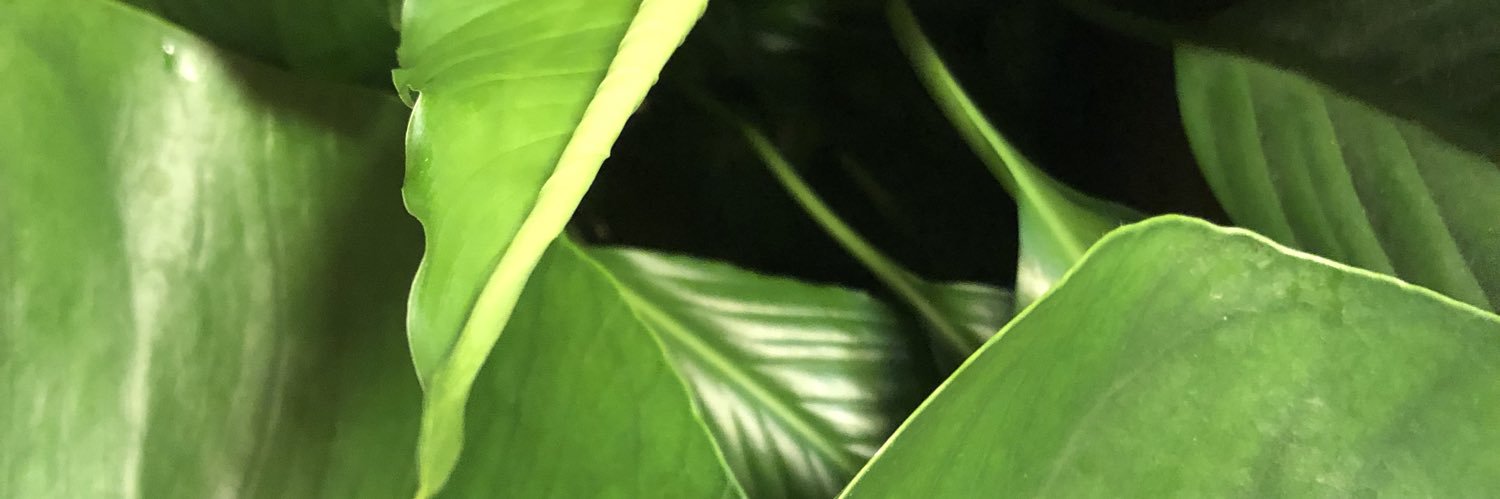 cillawibergs's profile banner image