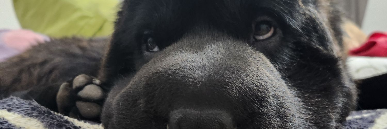 EmiiRosso's profile banner image