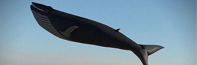 PeterlynnK's profile banner image