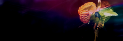 Mr_Hadwin's profile banner image