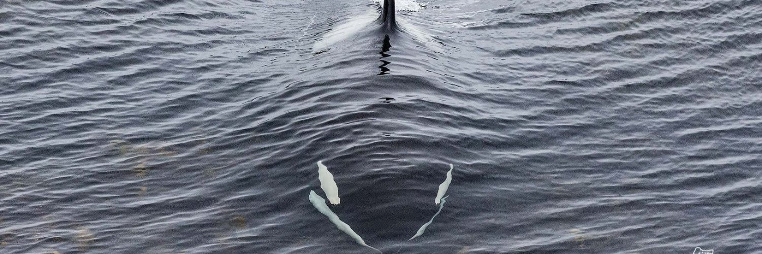 Piotr Gąsiorowski 🇵🇱🇪🇺🇺🇦🇬🇱 banner