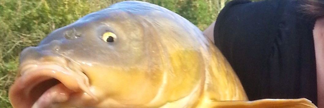 MecetMeuf's profile banner image
