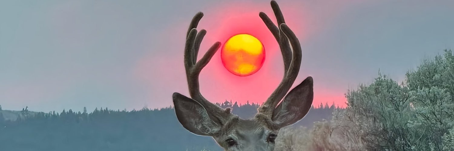 catnesstrndad's profile banner image