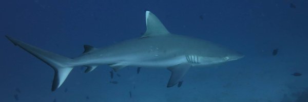 joanes22 Profile Banner