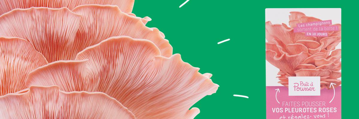 M_Dupetittalus's profile banner image