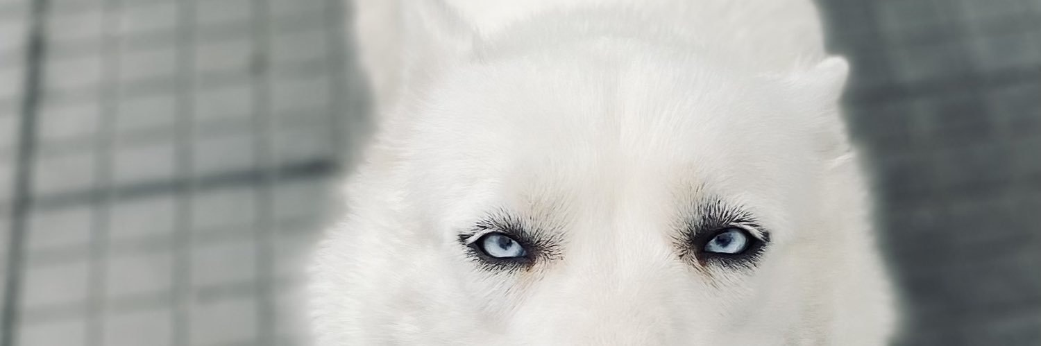 gabrieldalp's profile banner image