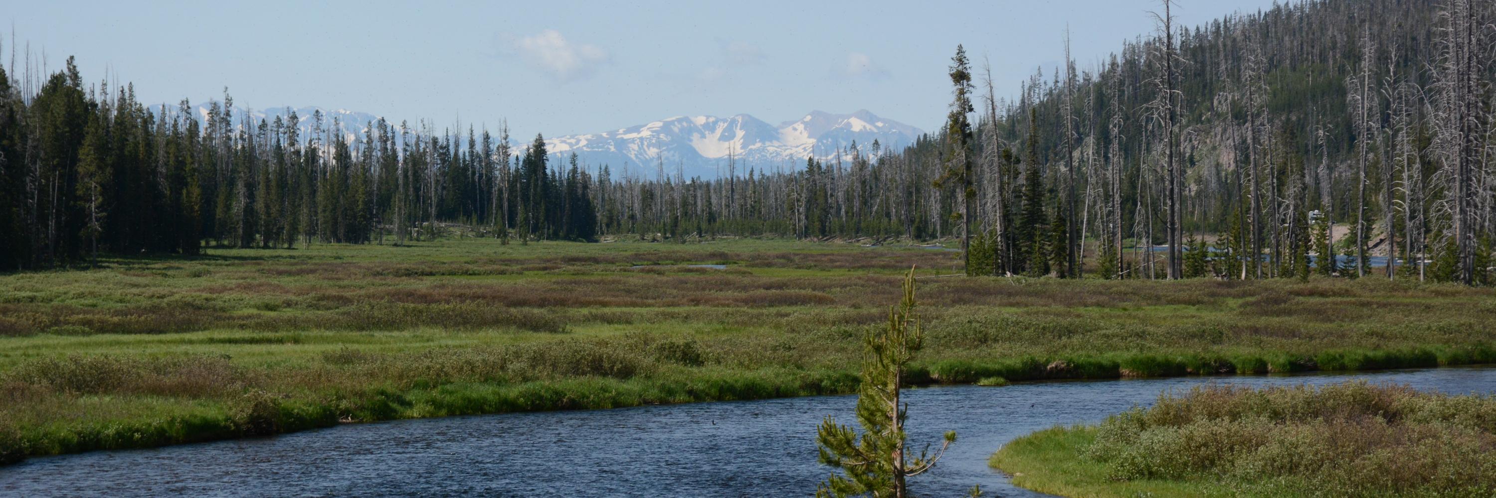 Upstream Trial banner