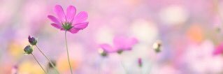 7cuteM's profile banner image