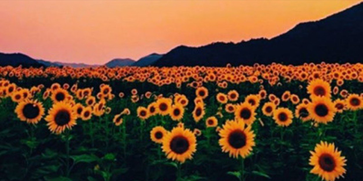 camy_oliver's profile banner image