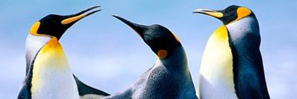 soludoye Profile Banner