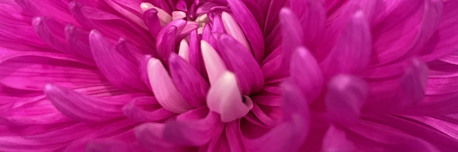 Susan Forness🟧 banner