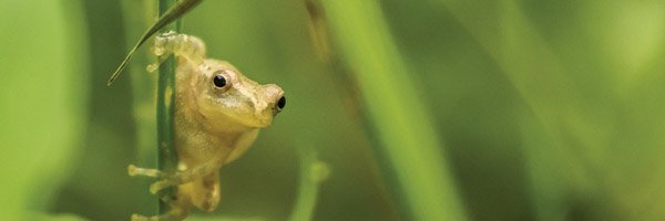 ElacheeNatureScienceCenter banner