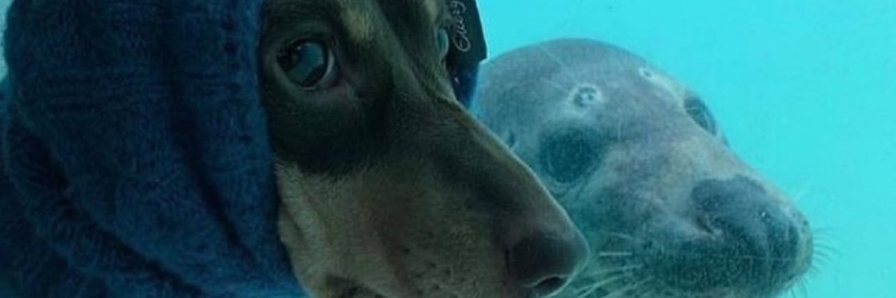 Silohla's profile banner image