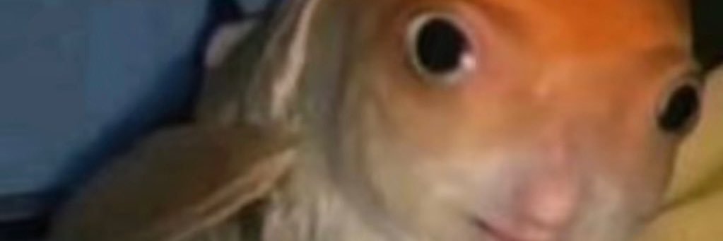 brandonham_'s profile banner image