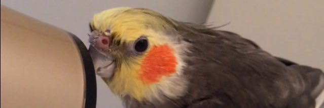 SebastianSquawk's profile banner image