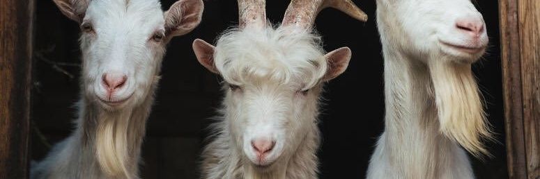 Chevalier Lenny banner