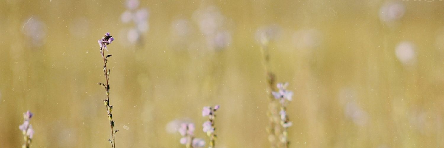 _emmanicoson's profile banner image