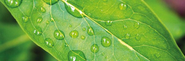 GWHorticulture Profile Banner