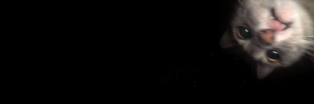 catxxdi's profile banner image