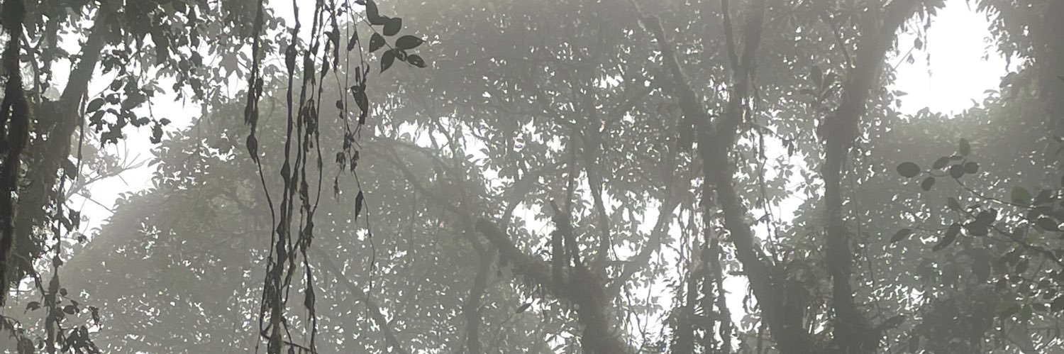 Roque Sevilla banner