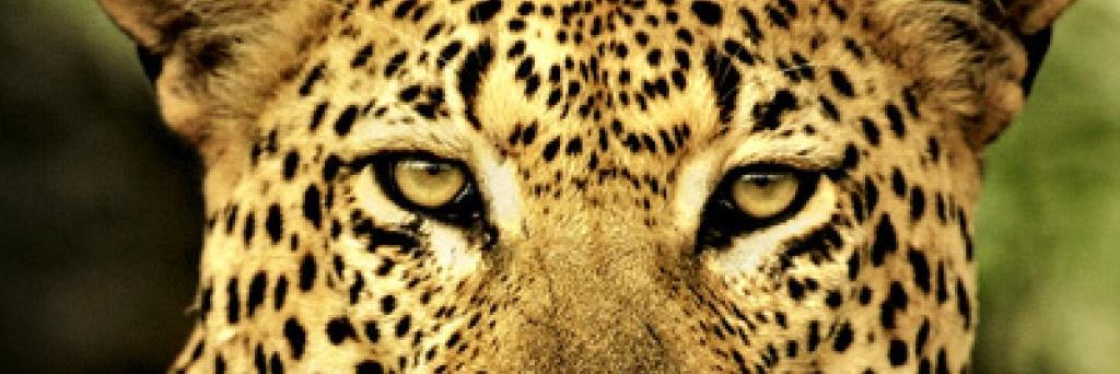 MzThicket's profile banner image