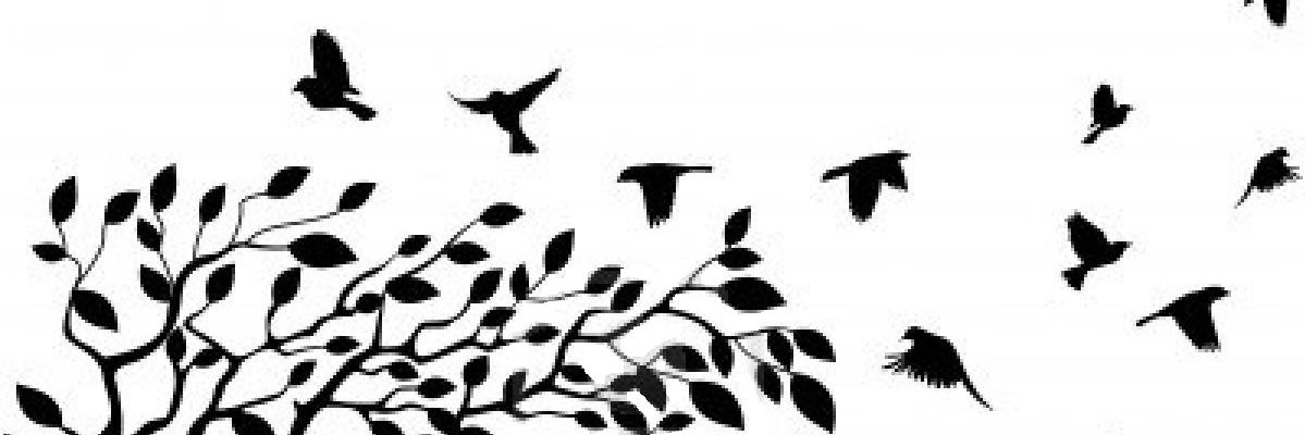 LabraCarla's profile banner image