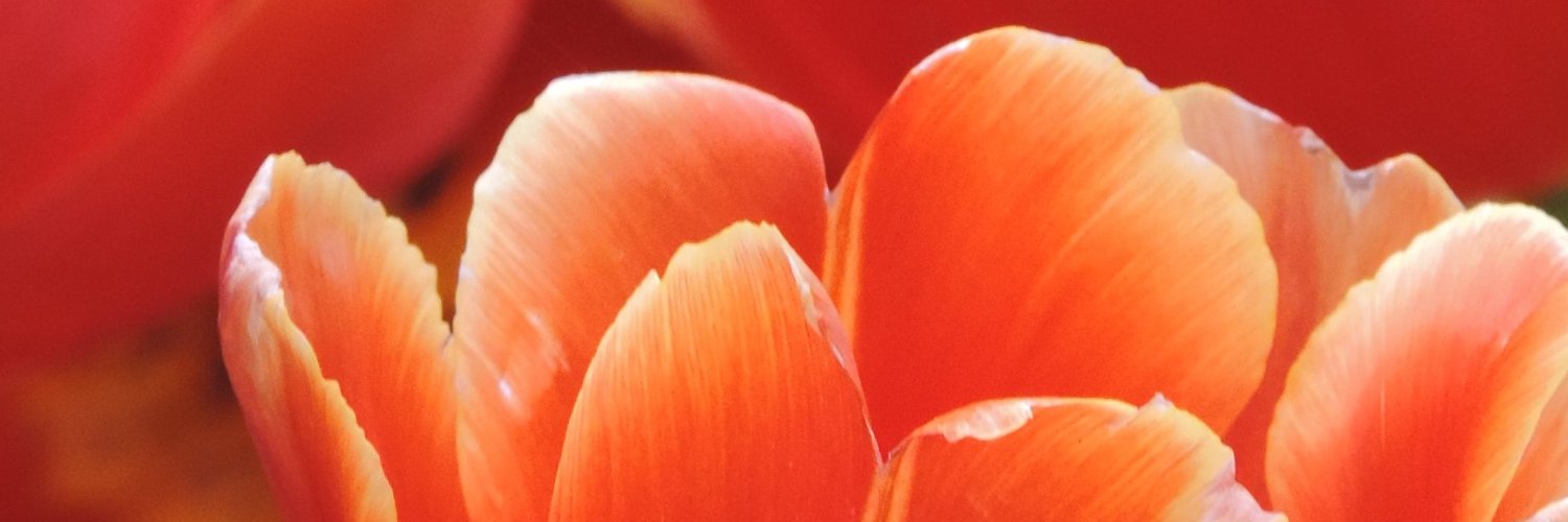 IndraniGupta01's profile banner image