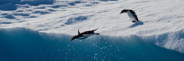 AntarcticFund Profile Banner