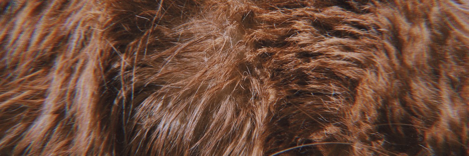 chaodegizz's profile banner image
