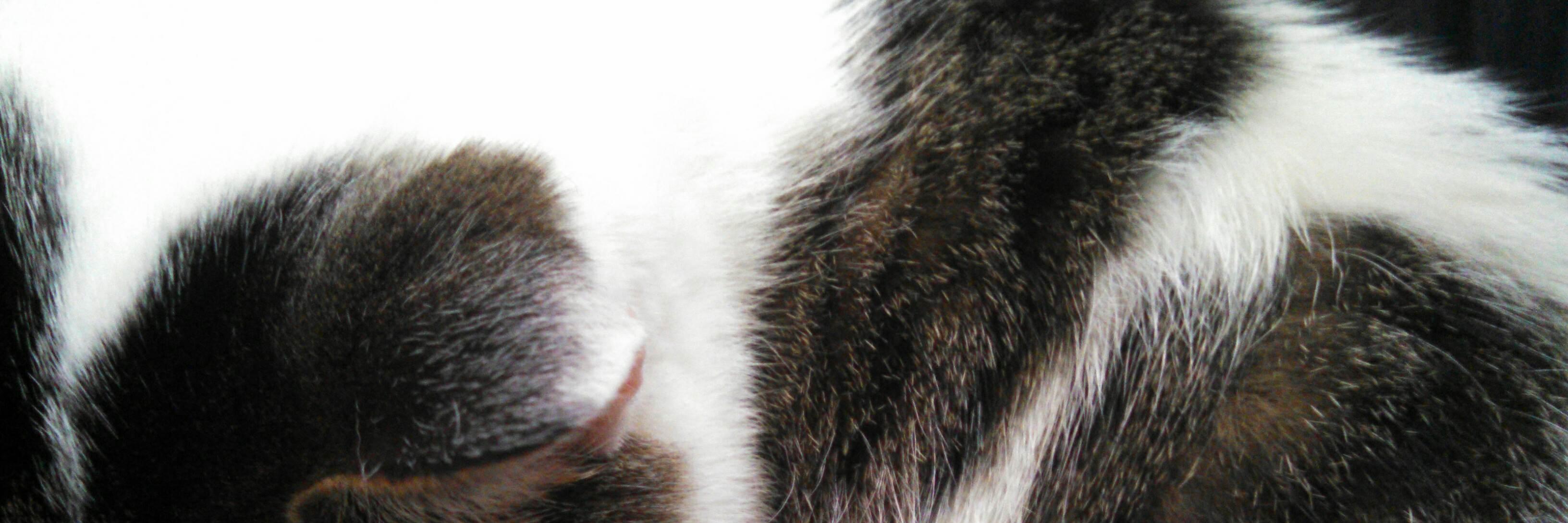 PrimalSquishy's profile banner image