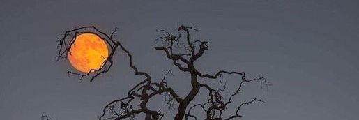 _hell_boy54's profile banner image