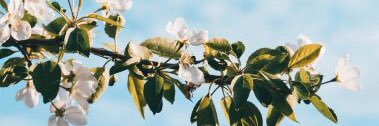 FeathersApril's profile banner image
