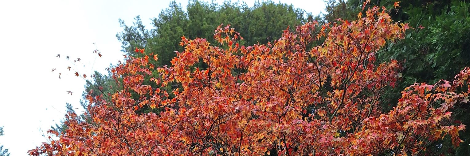 Elisabeth Thompson💙 banner