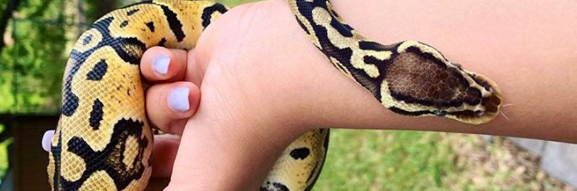 _monicanicole's profile banner image