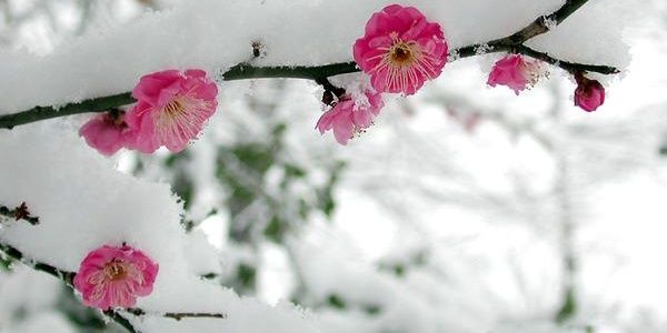 ferecmahrec's profile banner image
