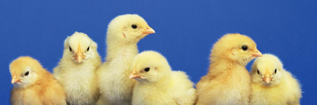 chickcheques's profile banner image