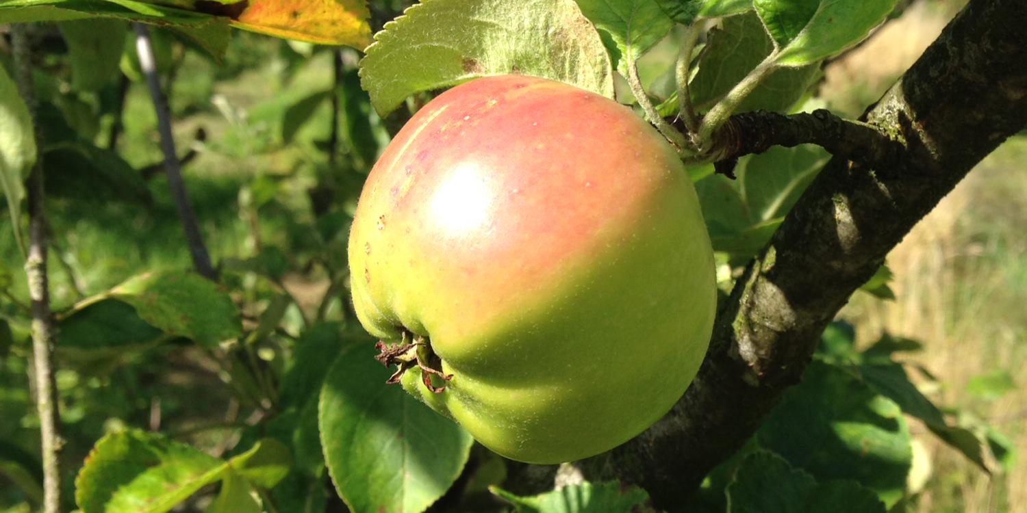 RammyApple's profile banner image