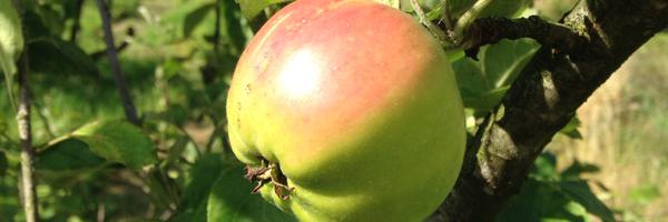 RammyApple Profile Banner