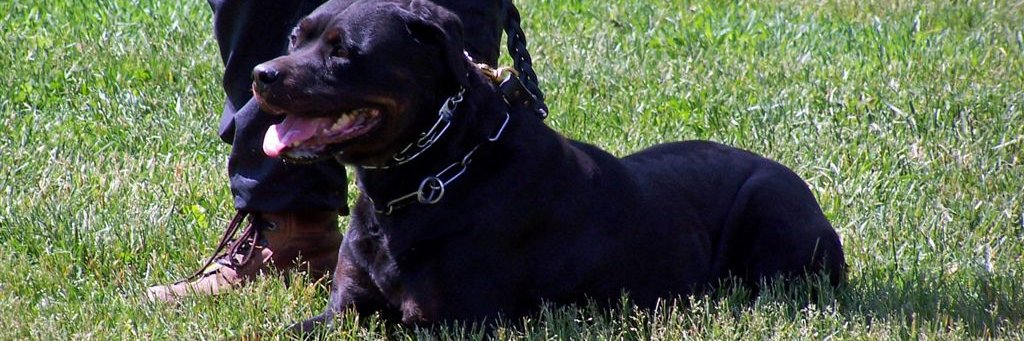 Kurt Rutherford banner