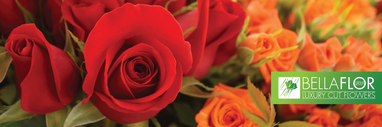 BellaflorGroup's profile banner image
