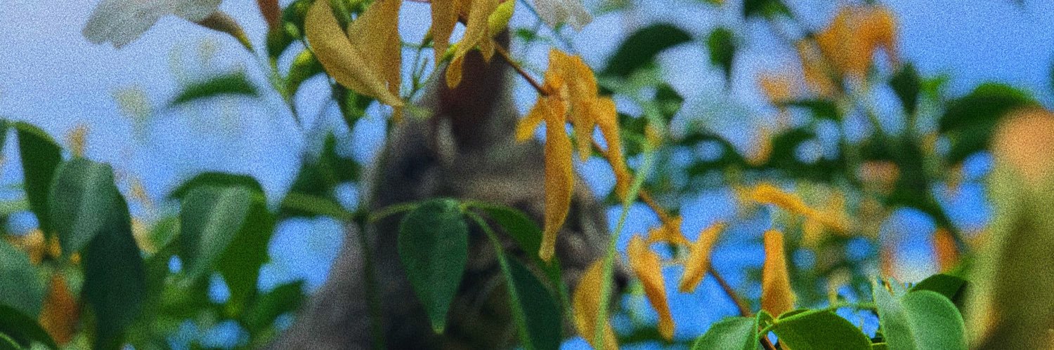 picklemags's profile banner image