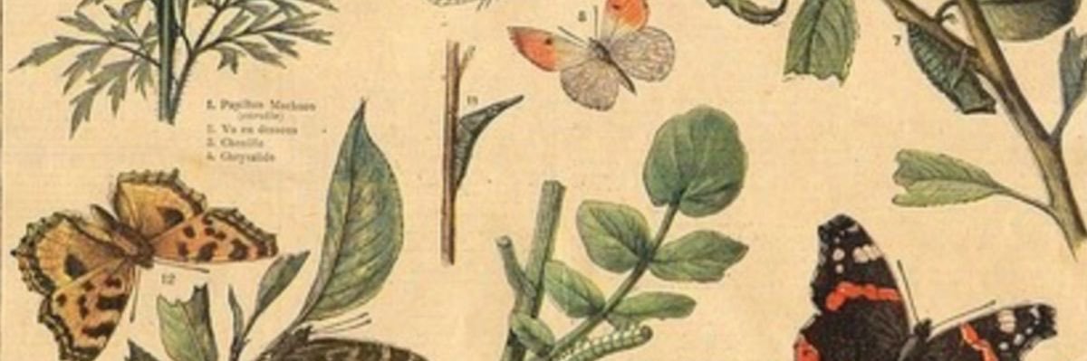 hannahdvor's profile banner image