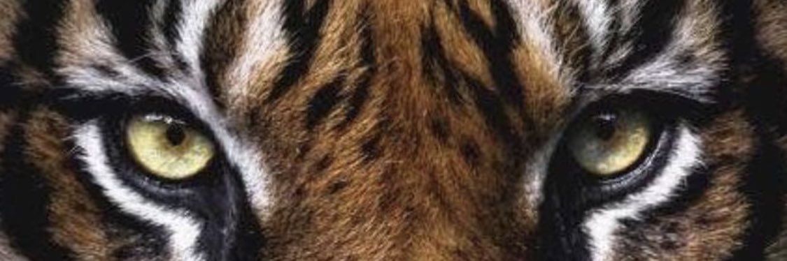sa98647979's profile banner image